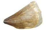 Fossil Mosasaur (Thalassotitan) Tooth - Morocco #353234-1